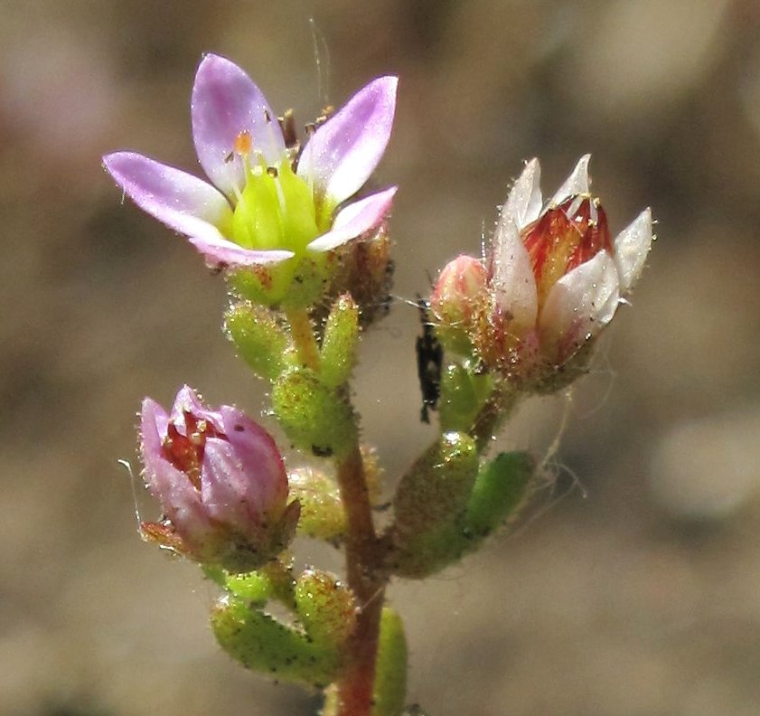 Sedum villosum